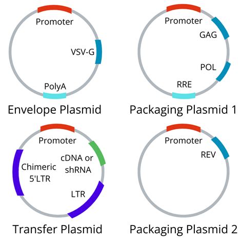 lv virus|lentivirus packaging size limit.